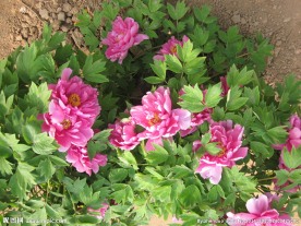 牡丹花