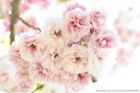 清新淡雅樱花