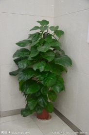 花盆