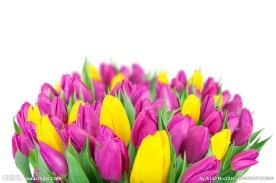 郁金香花束