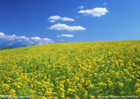 油菜花