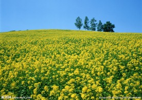 油菜花