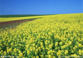 油菜花