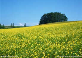 油菜花