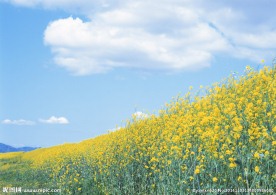 油菜花