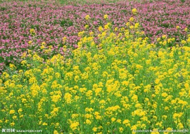 油菜花
