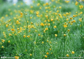 油菜花