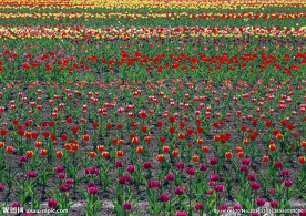 郁金香花海