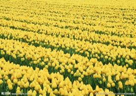 油菜花