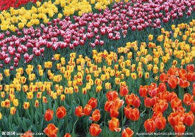 郁金香花海