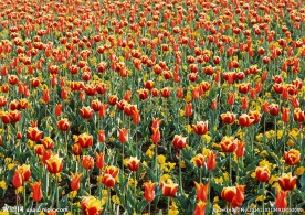 郁金香花海