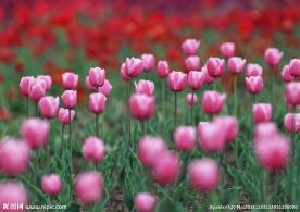 郁金香花海