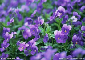 紫色鲜花