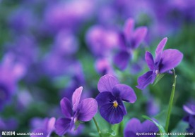 紫色鲜花