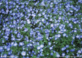 紫色鲜花