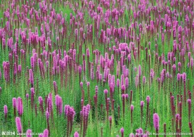 紫色鲜花