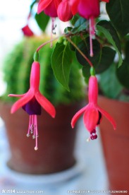 红灯笼花