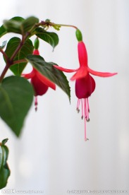 红灯笼花