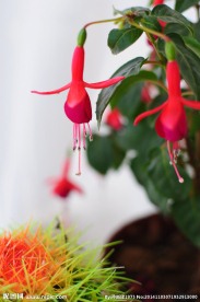 红灯笼花