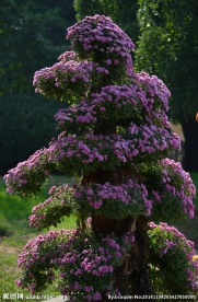 小粉菊花造型
