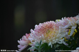 杂色菊花