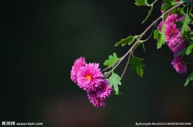 小粉菊花