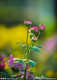 菊花蕾