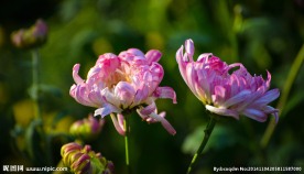 粉菊花