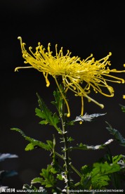 黄菊花