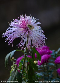 粉菊花