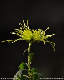 绿菊花