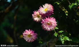 小粉菊花