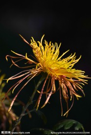 金黄菊花
