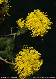 黄菊花