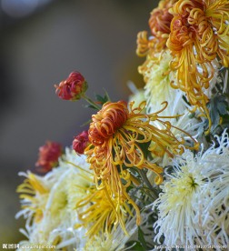 菊花