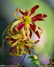 红黄相间菊花