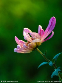 粉菊花