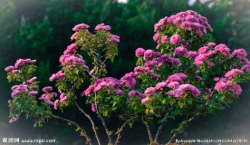 粉菊花