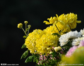 黄菊花