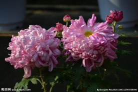 粉菊花