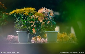 菊花