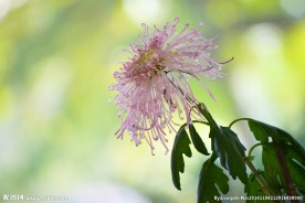 淡粉菊花