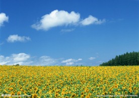 葵花