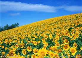 葵花