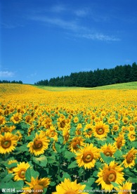 葵花