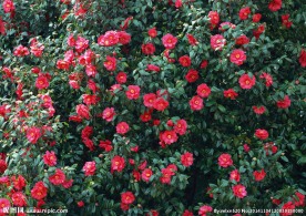 茶花