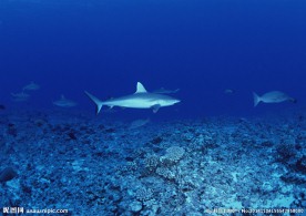 鲨鱼