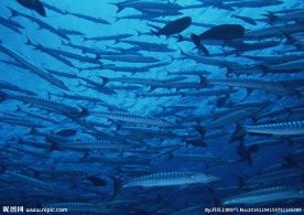 鱼群