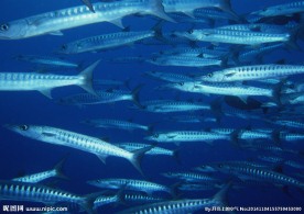 鱼群