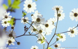 白色的小花
